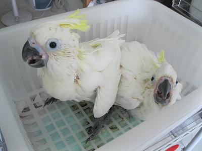 Baby parrots